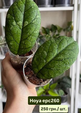 Хоя / hoya