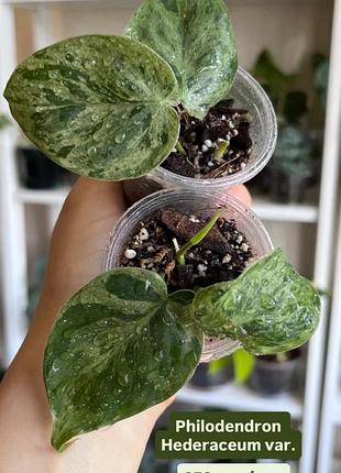Філодендрон / philodendron: rio, hederaceum variegated, cobra 2