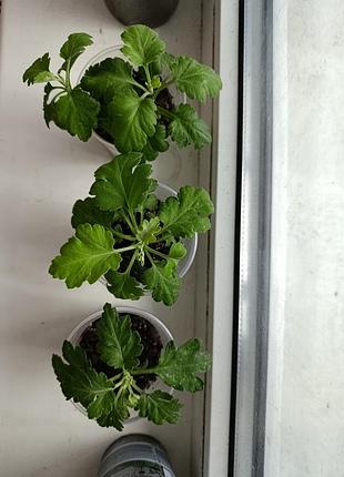 Продам  кущики хризантем 3