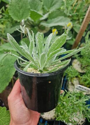 Бессмертник (helichrysum)