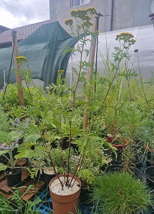 Пижмем обычное (tanacetum vulgare)