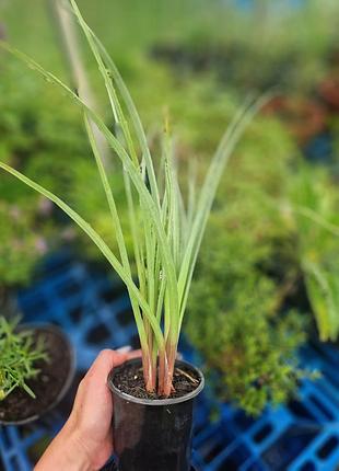 Книфофия (kniphofia) -