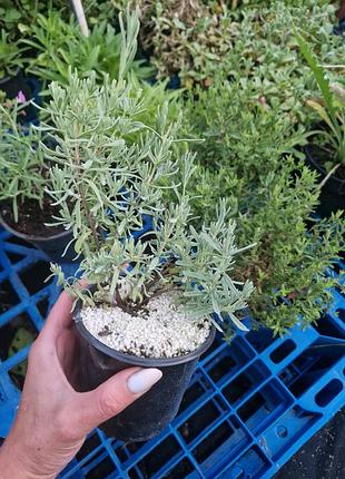 Лаванда широколиста (lavandula latifolia)-горщик 65 грн