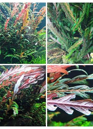 Гігрофіла піннатіфіда (hygrophila pinnatifida)