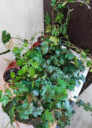 Цисус ромболистий (cissus alata ellen danica)