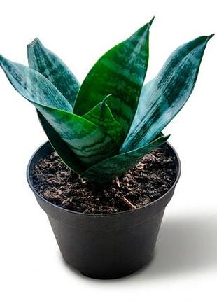 Сансивиерия ханни sansevieria hahnii, щучий хвост, комнатное растение