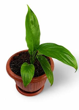 Спатифиллум spathiphyllum wallisii женское счастье – комнатный цветок