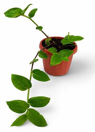Традесканция приречная tradescantia fluminensis, комнатное растение ампельное