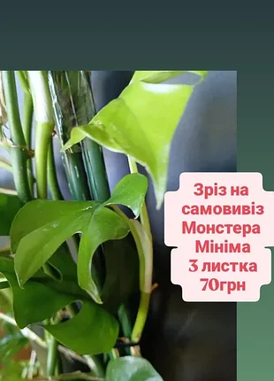 Свежий срез на самовозвиз монстера мини-ма верхушка три листика