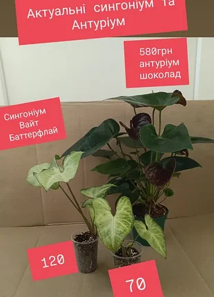 От 70грн сингониум вайт баттерфлай, вариегатный pink spot, писк спот, ароеидные растения комнатные цветы антуриум шоколад