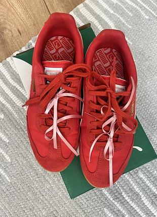 Puma arizona