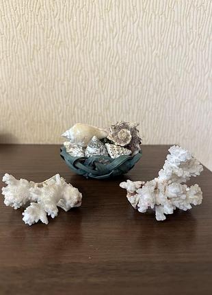 Корзинка з мушлями і коралами