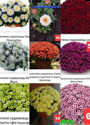 Хризантема мультифлора и другие ботинки