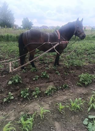 Продам кобилу спокойную