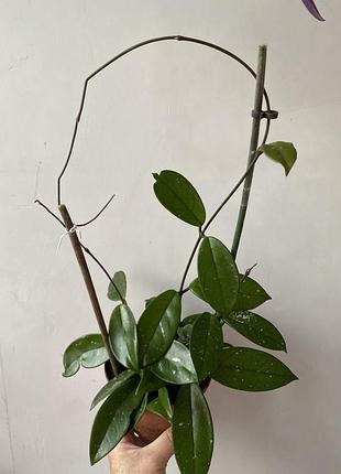 Хойя карноза (hoya carnosa) на фото