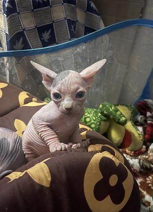 Котики .канадський свінкс