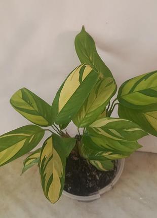 Калатея  "pilosa gold