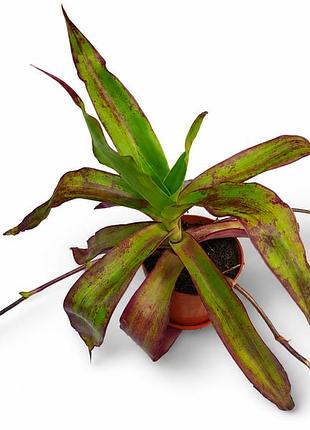 Золотой ус callisia fragrans, каллизия душистая, лечебное растение