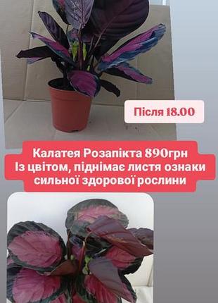 Калатрея розеопикта с цветом