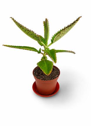Каланхоэ дайгремонта, бриофиллум kalanchoe, bryophyllum daigremontiana, лечебное растение