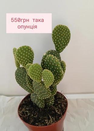 Опунция два растения в горшке