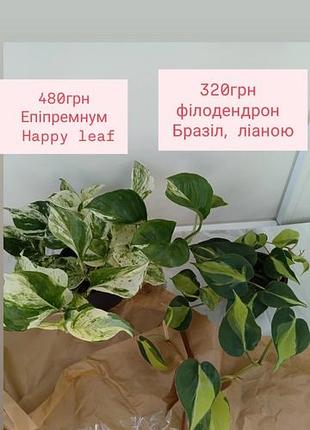 Филодендрон бразил эпипрем манджула Philaf