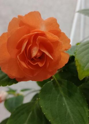 Комнатный махровый бальзамин уоллера. корни живцы, красно-оранжевый