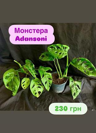 Монстера adansoni 🌺