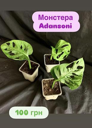Монстера adansoni