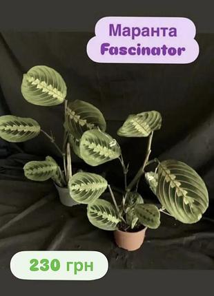 Маранта fascinator