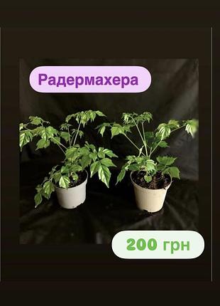 Радермахера