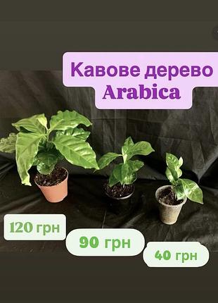 Кавове дерево arabica