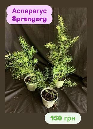 Аспарагус sprengery