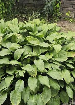 Хоста - деленки для посадки