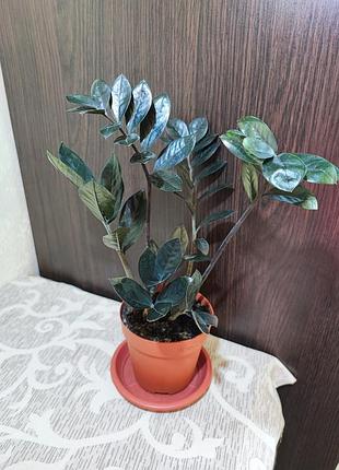 Замиокулькас замиелистный равен (zamioculcas zamiifolia raven)