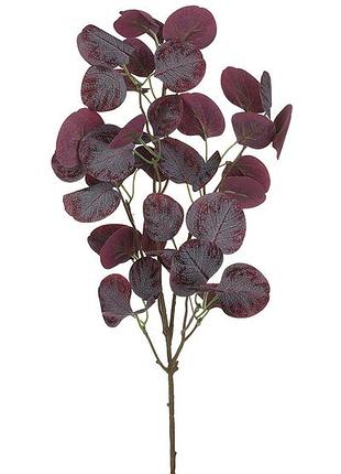 Эвкалипт популус (populus), h62см, цвет - пурпурный