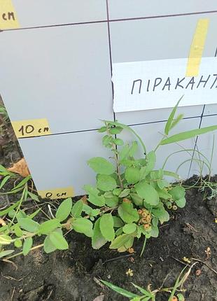 Піраканта помаранчева 6