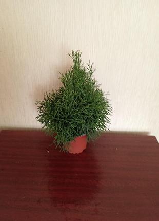 Комнатный рипсалис 3