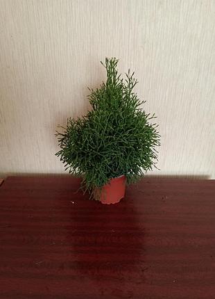 Комнатный рипсалис 2