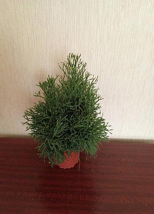 Комнатный рипсалис