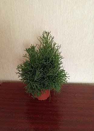 Комнатный рипсалис 4