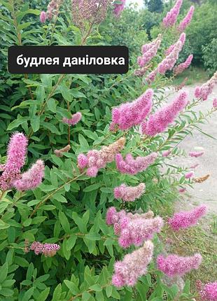Строй, многолетний куст 4