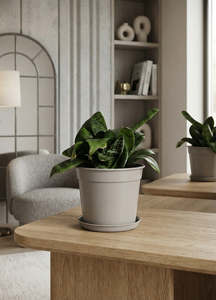 Sansevieria сансевьерия теощин язык вазон для очистки воздуха супер для офиса и спальни
