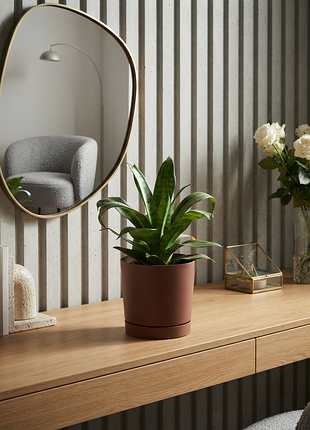 Sansevieria сансевьерия вазон комнатное растение