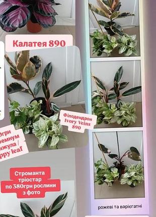 Розовые и вариогатные от 380грн строманта, филодендрон pink princess, ivory veins, эприпремнум happy leaf, фикус руби, калатэя