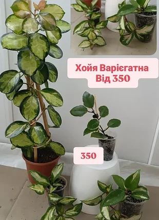 От 350 грн вариегатная хойя