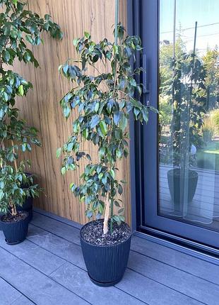 Фикус бенджамина (ficus benjamina) с горшком, высота 1 м