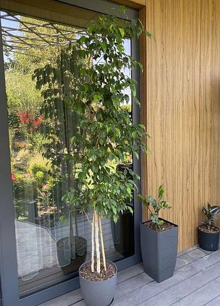 Фикус бенджамина (ficus benjamina) с горшком, высота 2,30 м