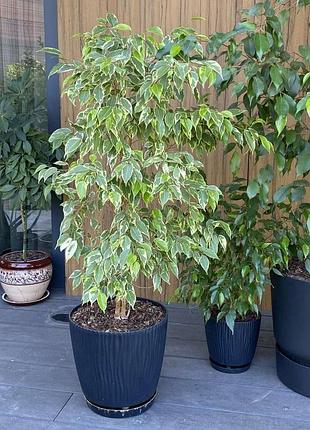 Фикус бенджамина пестролистный (ficus benjamina) с горшком, высота 1,20 см