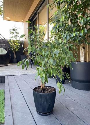 Фикус бенджамина (ficus benjamina) с горшком, высота 40 см